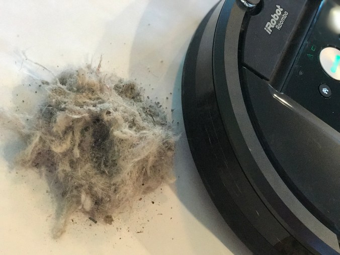 How did I miss this pile of fuzz coming INTO the house