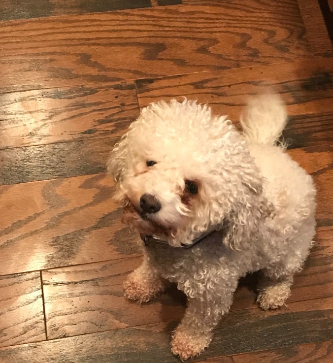 He ran over his dog. twice