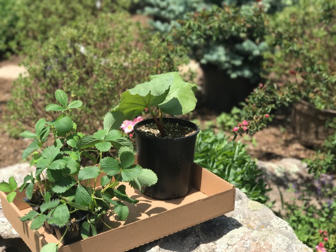 Strawberries for the wild turtles and rhubarb for my dad